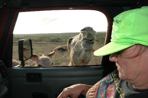 20060122151551   Hungrey Donkey Invades Jeep